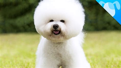 bichon videos|bichon youtube.